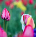 Tulip farm in Village of Espareh Khoun in Tabriz