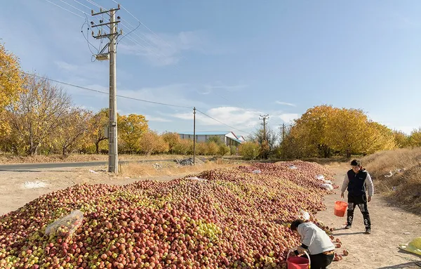 &lsquo;Apple festival&rsquo; showcases Maragheh's flourishing tourism, economy