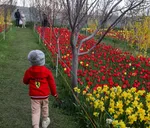 Tulip farm in Village of Espareh Khoun in Tabriz