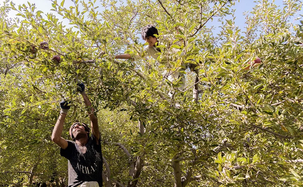 ‘Apple festival’ showcases Maragheh's flourishing tourism, economy