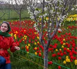 Tulip farm in Village of Espareh Khoun in Tabriz
