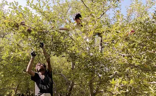 ‘Apple festival’ showcases Maragheh's flourishing tourism, economy