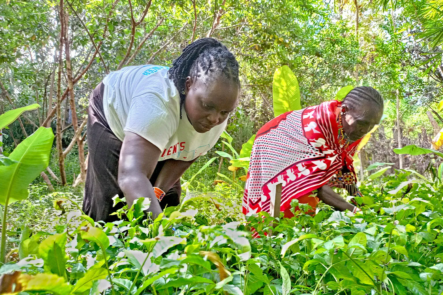 kenya