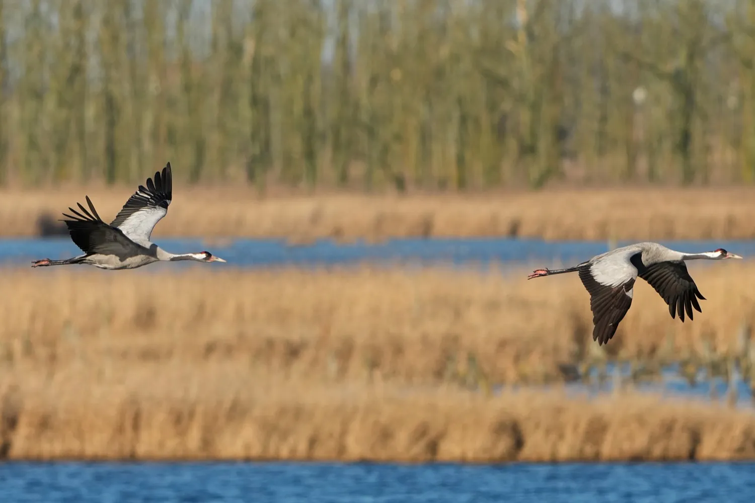 Wetlands
