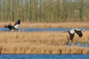 Revealing Europe’s Most Critical Wetlands
