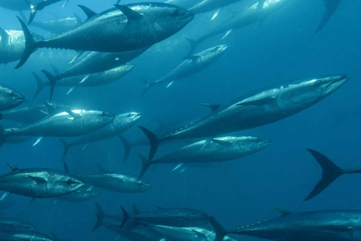 A large school of bluefin tuna swims inside a harvesting pen off the coast of Izmir, Turkey, on July 3 after being caught by fishermen in the Mediterranean Sea. Credit: Tahsin Ceylan/Anadolu via Getty Images
