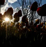Tulip farm in Village of Espareh Khoun in Tabriz