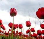 Tulip farm in Village of Espareh Khoun in Tabriz
