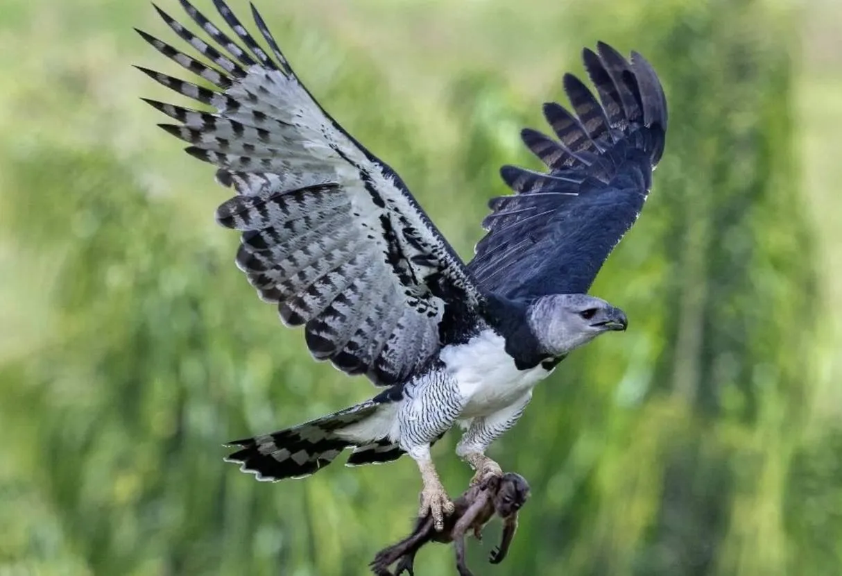 eagles 