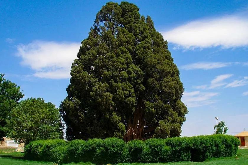 Iran president cites ancient Abarkuh cypress in message aimed at Trump