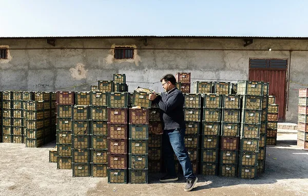 &lsquo;Apple festival&rsquo; showcases Maragheh's flourishing tourism, economy