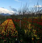 Tulip farm in Village of Espareh Khoun in Tabriz