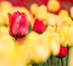 Tulip farm in Village of Espareh Khoun in Tabriz