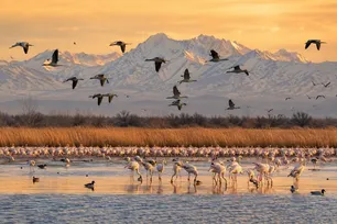 DOE chief: Birds are messengers of peace and life