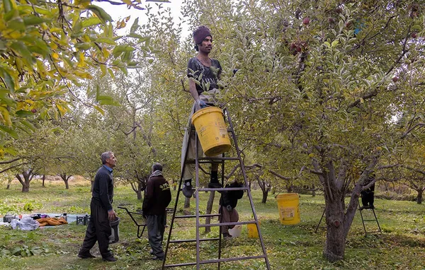 &lsquo;Apple festival&rsquo; showcases Maragheh's flourishing tourism, economy