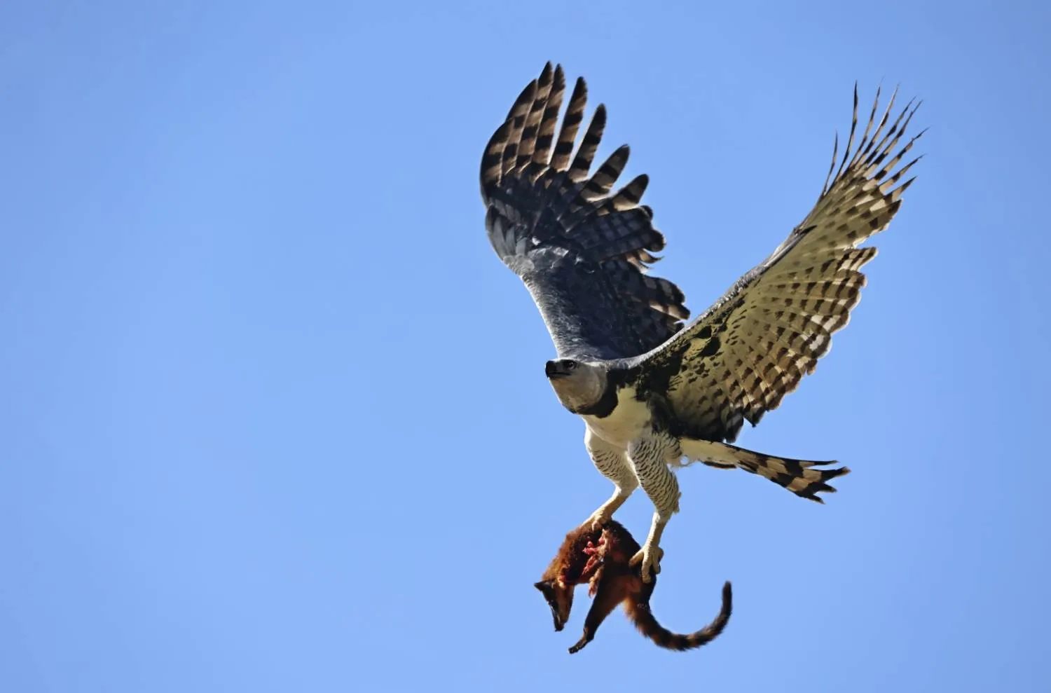 eagles