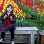 Tulip farm in Village of Espareh Khoun in Tabriz