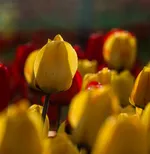 Tulip farm in Village of Espareh Khoun in Tabriz