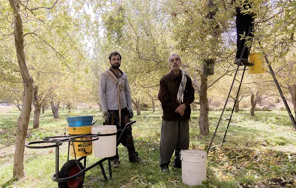 &lsquo;Apple festival&rsquo; showcases Maragheh's flourishing tourism, economy