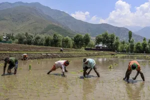 Why rice crops could be in for a weird year