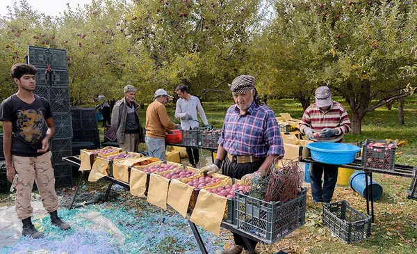 &lsquo;Apple festival&rsquo; showcases Maragheh's flourishing tourism, economy