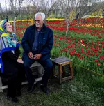 Tulip farm in Village of Espareh Khoun in Tabriz