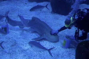 US scientists turn to sharks for help with hurricane prediction