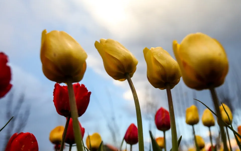 Tulip farm in Village of Espareh Khoun in Tabrizر