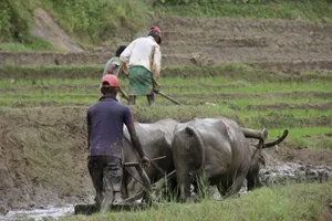 How Sri Lanka’s heirloom rice can preserve Indigenous farming and help manage disease
