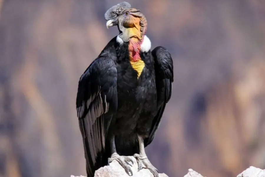 condor