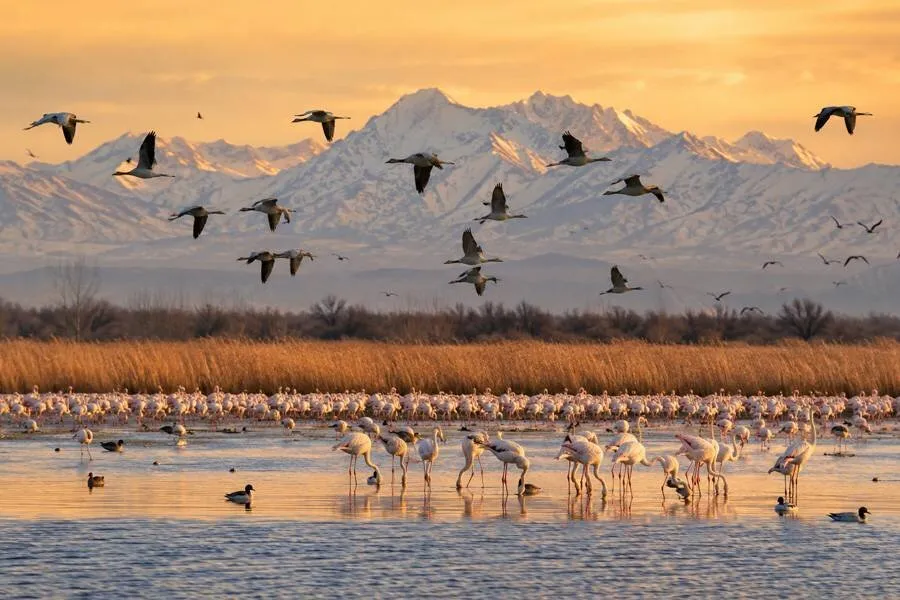 DOE chief: Birds are messengers of peace and life