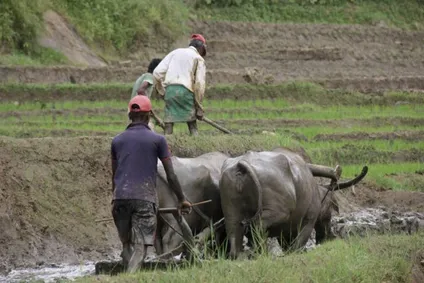 How Sri Lanka’s heirloom rice can preserve Indigenous farming and help manage disease