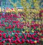 Tulip farm in Village of Espareh Khoun in Tabriz