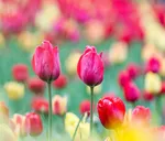 Tulip farm in Village of Espareh Khoun in Tabriz