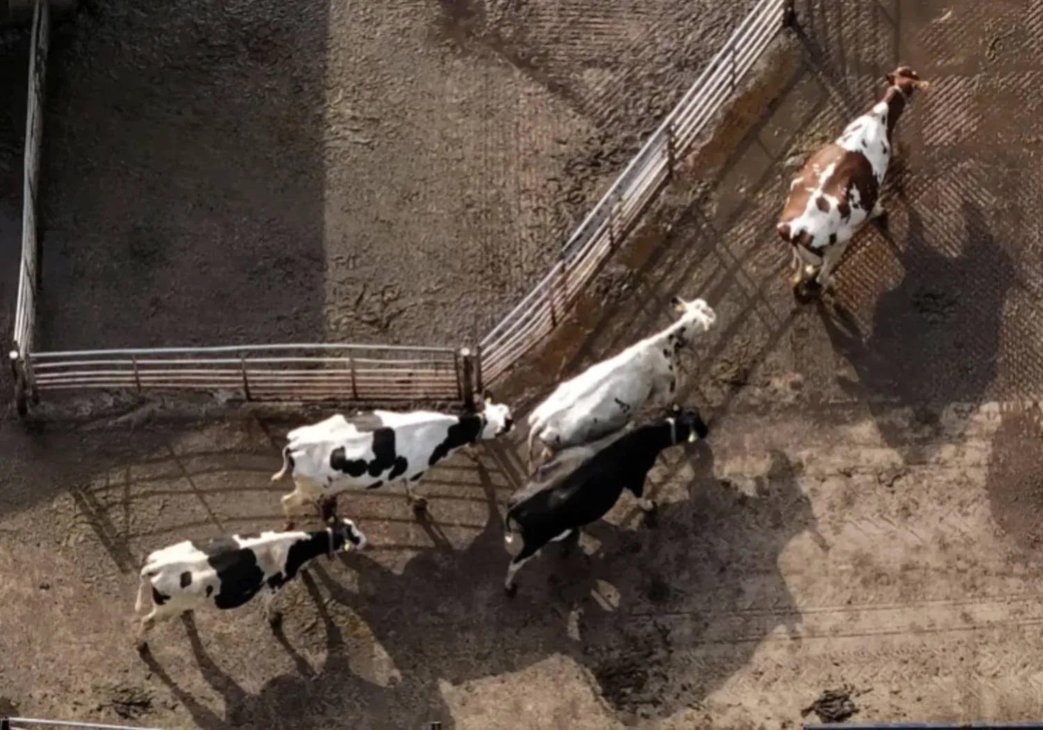 cow cow