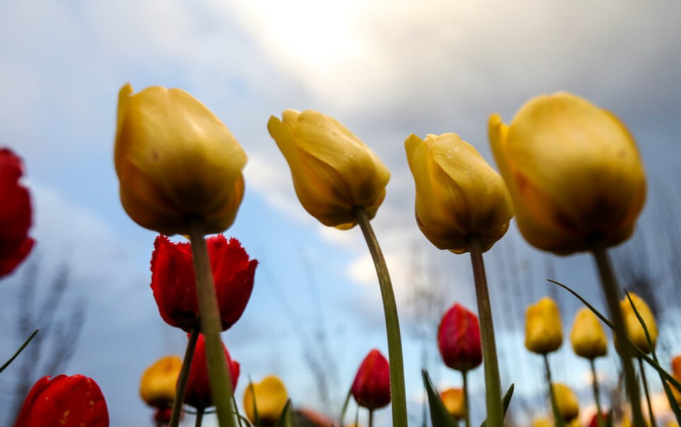 Tulip farm in Village of Espareh Khoun in Tabriz