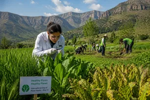Plant biosecurity for food security