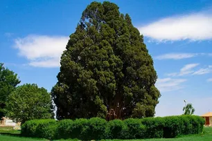 Iran president cites ancient Abarkuh cypress in message aimed at Trump