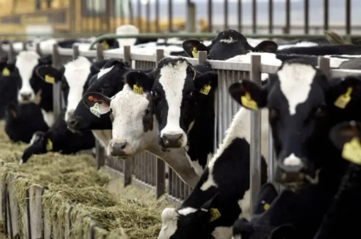 cow