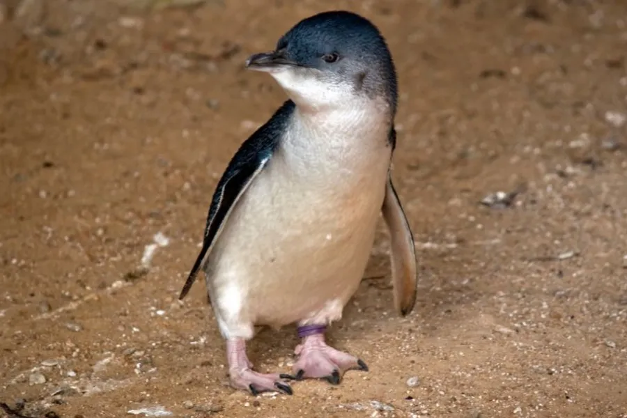 penguin 
