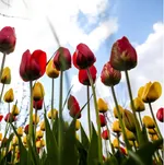 Tulip farm in Village of Espareh Khoun in Tabriz