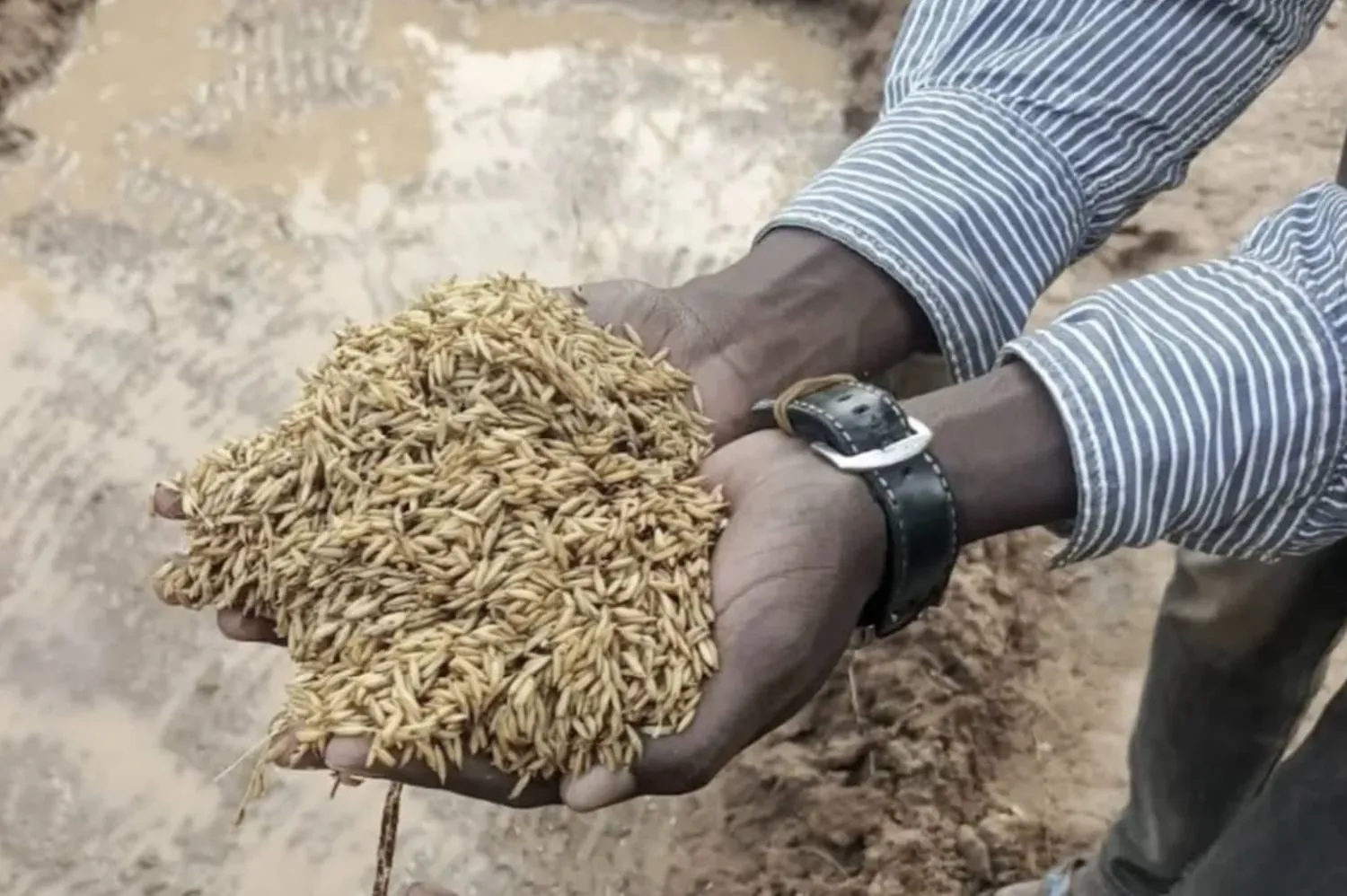 grain