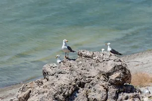 Armenian gulls migrating to Iran’s Lake Urmia