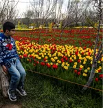 Tulip farm in Village of Espareh Khoun in Tabriz