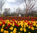Tulip farm in Village of Espareh Khoun in Tabriz