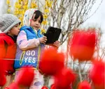 Tulip farm in Village of Espareh Khoun in Tabriz