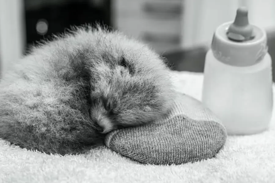 A red panda cub at the Santa Barbara Zoo.Will Huebner / Santa Barbara Zoo
