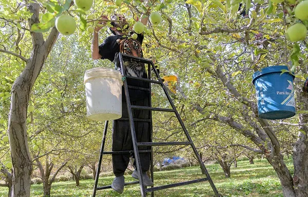 &lsquo;Apple festival&rsquo; showcases Maragheh's flourishing tourism, economy