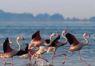 WMBD highlights role of community science in bird conservation
