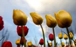 Tulip farm in Village of Espareh Khoun in Tabrizر